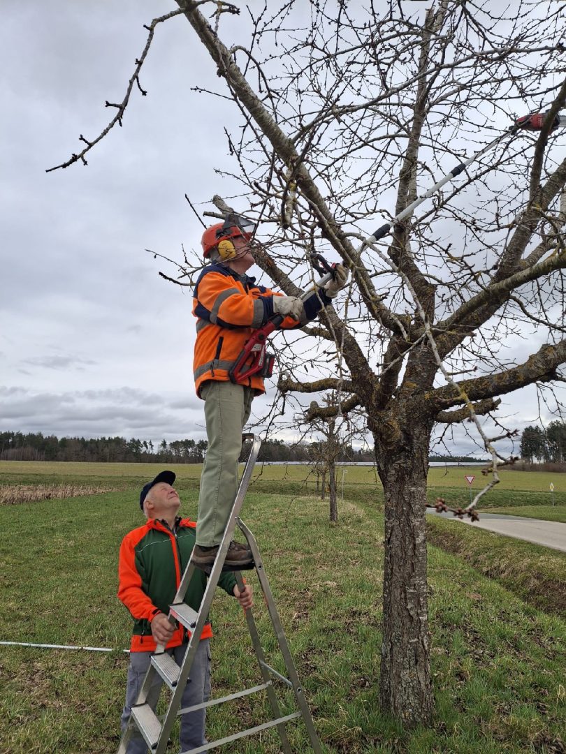 Mit der Baumschere in Form gebracht